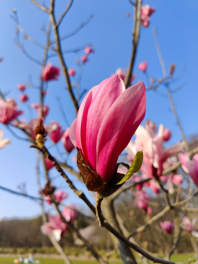 Er is erg veel detail te zien in deze foto getrokken met de OnePlus 10 Pro.