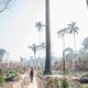 Zorgwekkende omslag in Amazone: deel van woud stoot nu meer CO2 uit dan het opneemt
