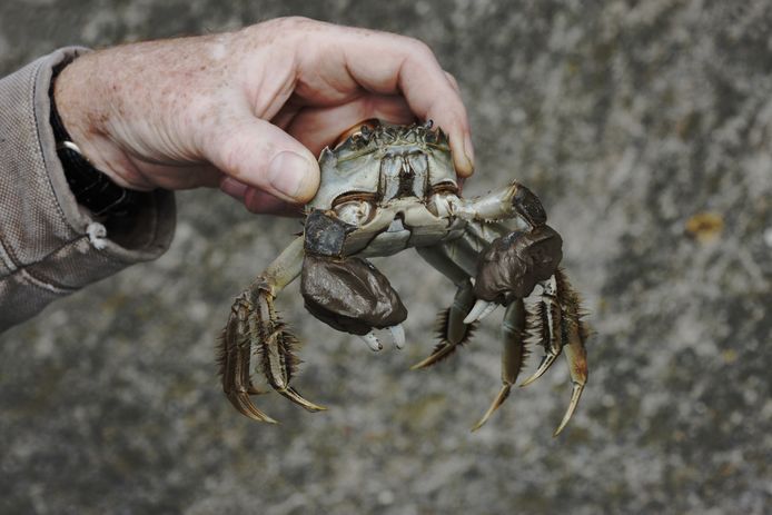 De Chinese wolhandkrab