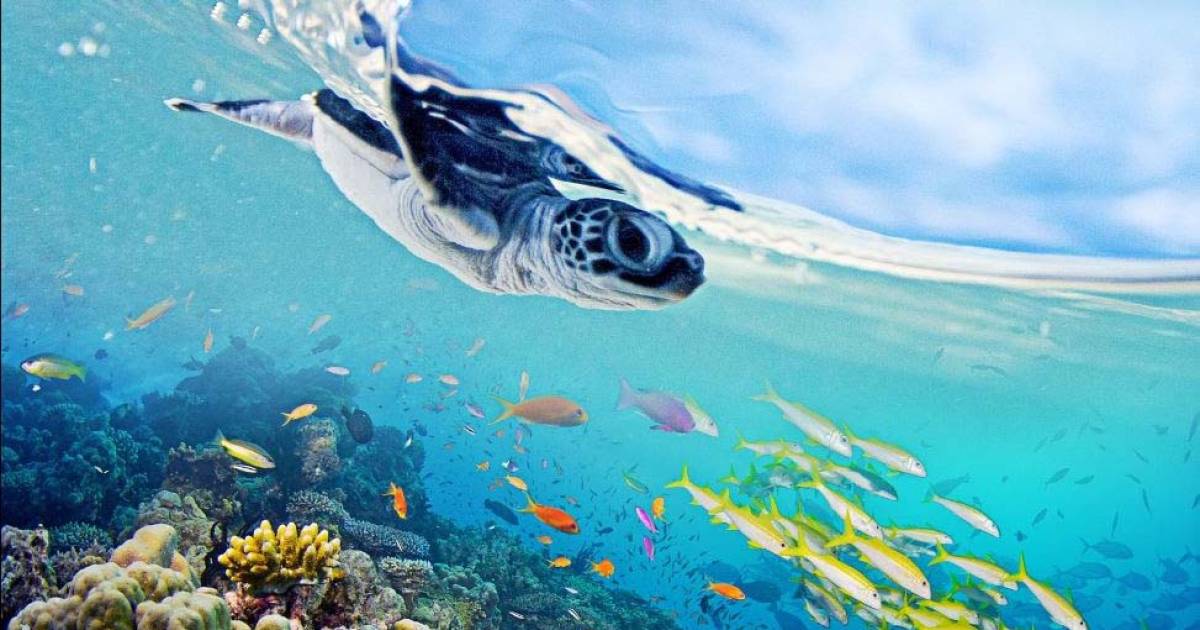 Vanavond op tv: The Great Barrier Reef, De Gert & Hermien ...
