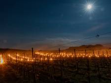 Groesbeekse wijnboeren steken vuurpotten aan tegen de nachtvorst: ‘Open vuur is goed voor de moraal’