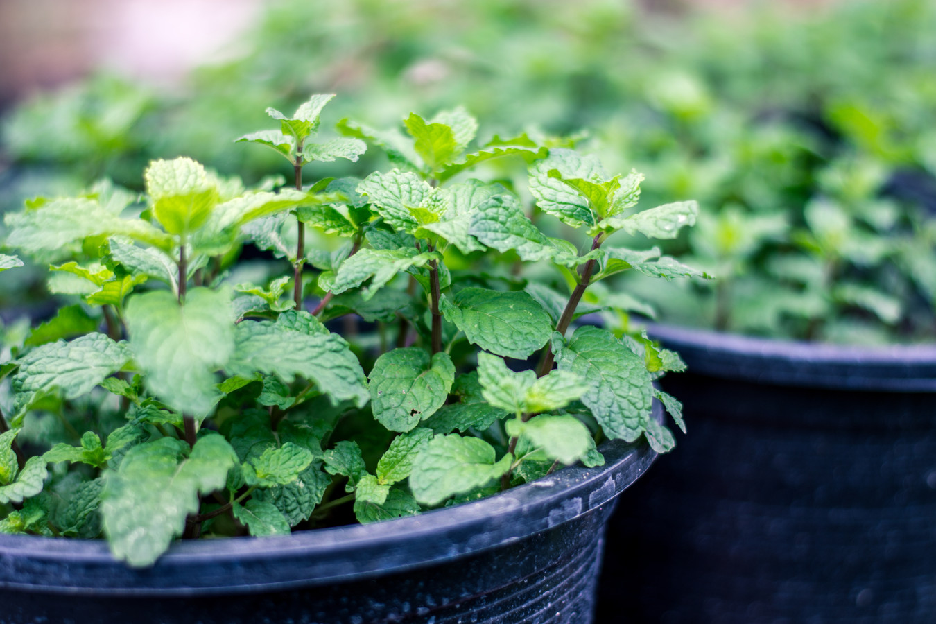Мята перечная шоколадная. Мята миниминт. Перечную мяту можно выращивать. Мята перечная комнатная. Мята перечная куст.