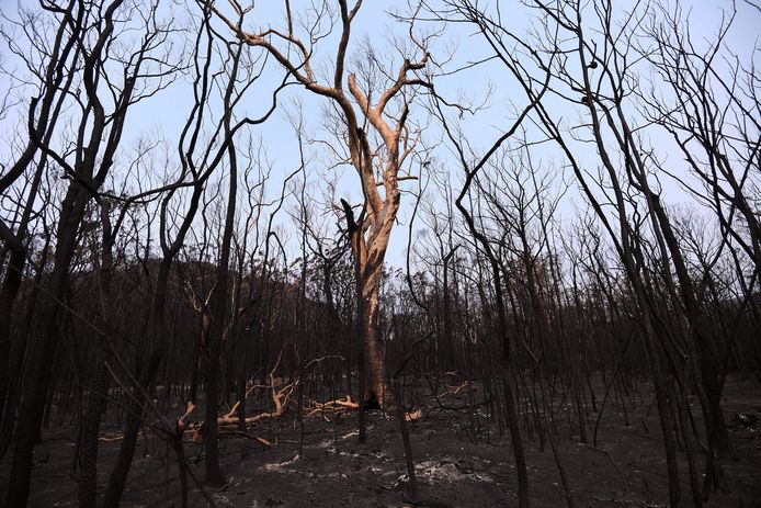 Verbrande bomen in in New South Wales, Australië. Het land beleefde in 2019 zijn droogste en warmste jaar ooit.