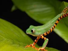 Wetenschappers luiden de noodklok: schimmel roeit kikkers, padden en salamanders uit