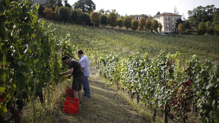 Druivenplukkers op een Italiaanse wijngaard Beeld afp
