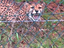 Cheeta-aanval in Beekse Bergen: zo liepen de drie Duitse jongens het cheetaverblijf in