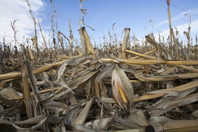 De Verenigde Staten beleefden dit jaar de zwaarste hittegolf van de voorbije 50 jaar.