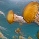 'Our Planet' op Netflix