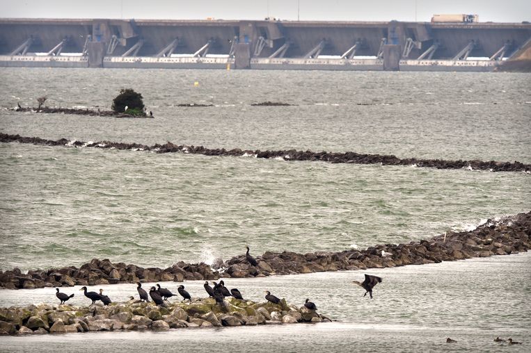 Aalscholvers bij de Haringvliet. Beeld Marcel van den Bergh / de Volkskrant