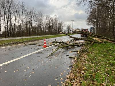 Omgewaaide bomen zorgen voor schade in Epe en Apeldoorn: afrit A50 afgesloten