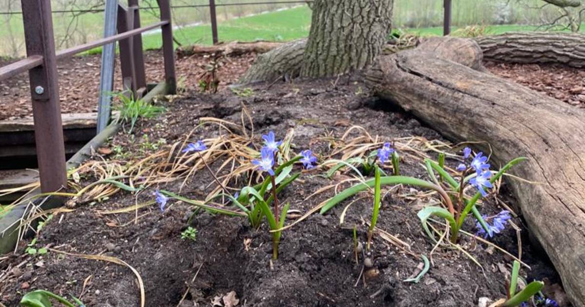 Boomtuin in Diepenheim vernield, kunstenaar zwaar teleurgesteld na ontdekking in ruim 250 jaar oude 