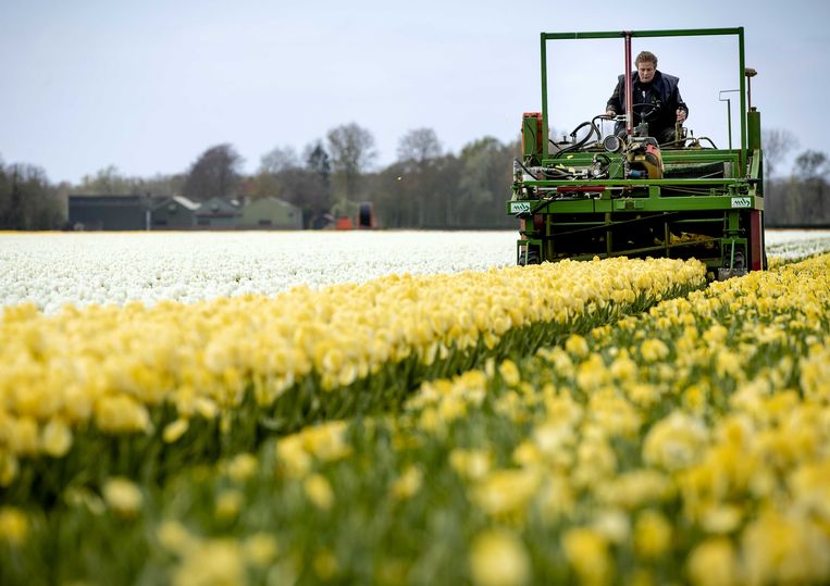 Een bollenkweker in Lisse haalt bloemen op de bollenvelden eerder weg. De kwekers hopen dat de bezoekers daardoor uit de streek wegblijven tijdens de coronacrisis. Tijdens het paasweekend kwamen er toch veel mensen naar de Bollenstreek om foto’s tussen de bloemen te maken. Beeld ANP