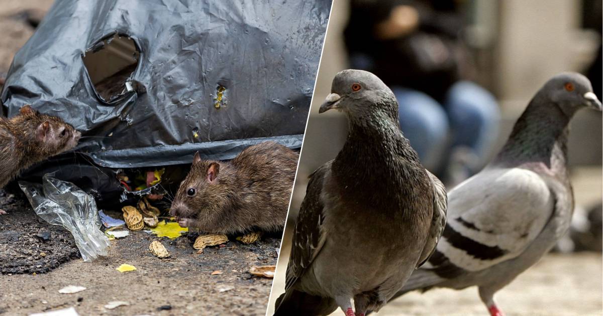 Duiven en ratten vies en overlastgevend? ‘Stop met negatieve termen als ...