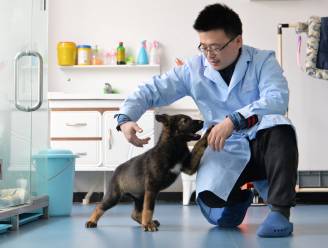Chinese wetenschappers klonen voor het eerst een politiehond