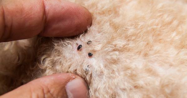 Je ‘paraziet’ ze niet; Vier tips tegen ongenode gasten op je huisdier