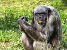 Drama in de Beekse Bergen: chimpansee Wouter komt om bij vechtpartij met groepsgenoten