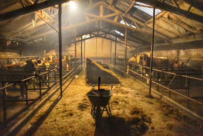De koeien van de naastgelegen boerderij werden met ventilatoren uit de rook gehouden.
