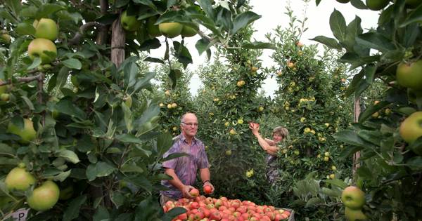 Alleen de appels met een blos mogen van de boom