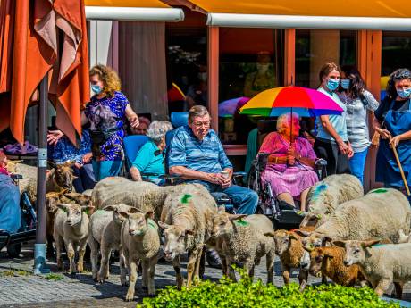 Ouderen verrast door kudde schapen: ‘Het was waanzinnig’