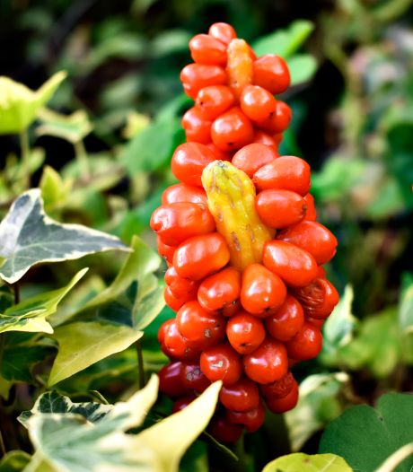 Deze planten zorgen voor blingbling in de wintertuin