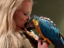 Grote opluchting voor baasje Laura: papegaai Feniks (1) is weer thuis in Nijverdal