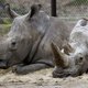 Tsjechische dierentuin gaat neushoorns preventief onthoornen na Franse stroperij