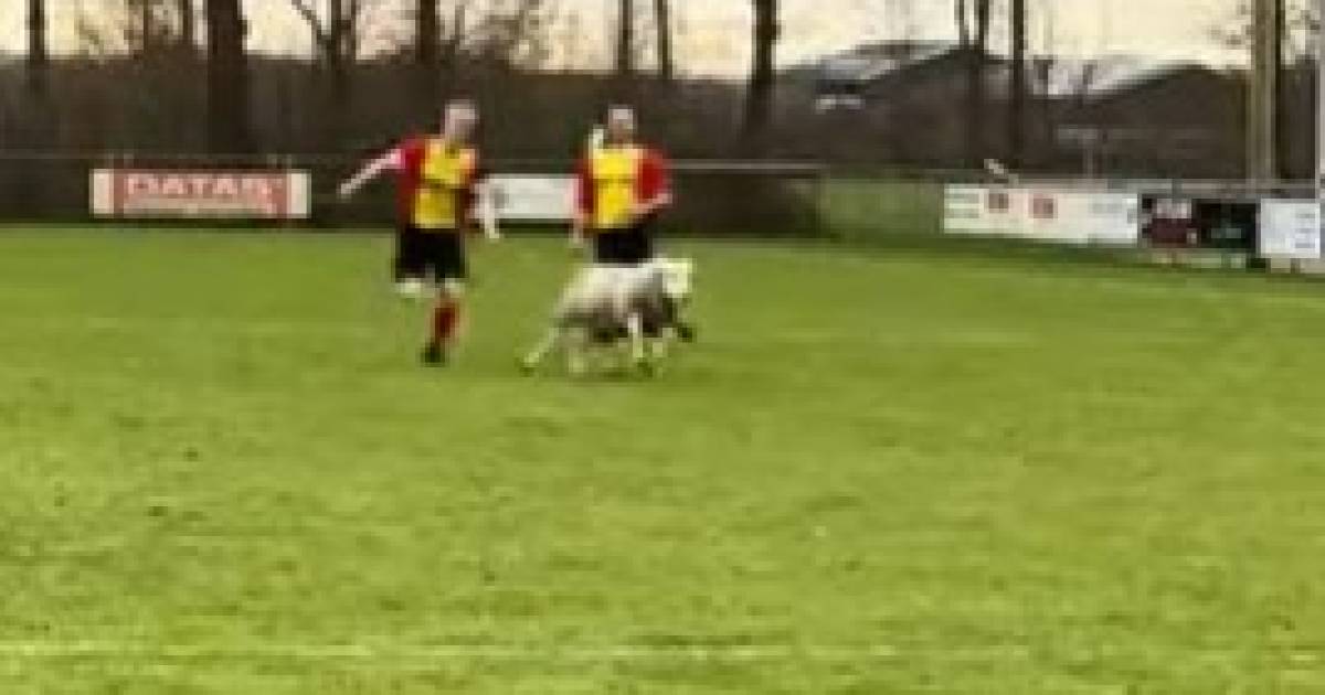 Voetballers jagen op ongewenste bezoeker tijdens Friese amateurderby