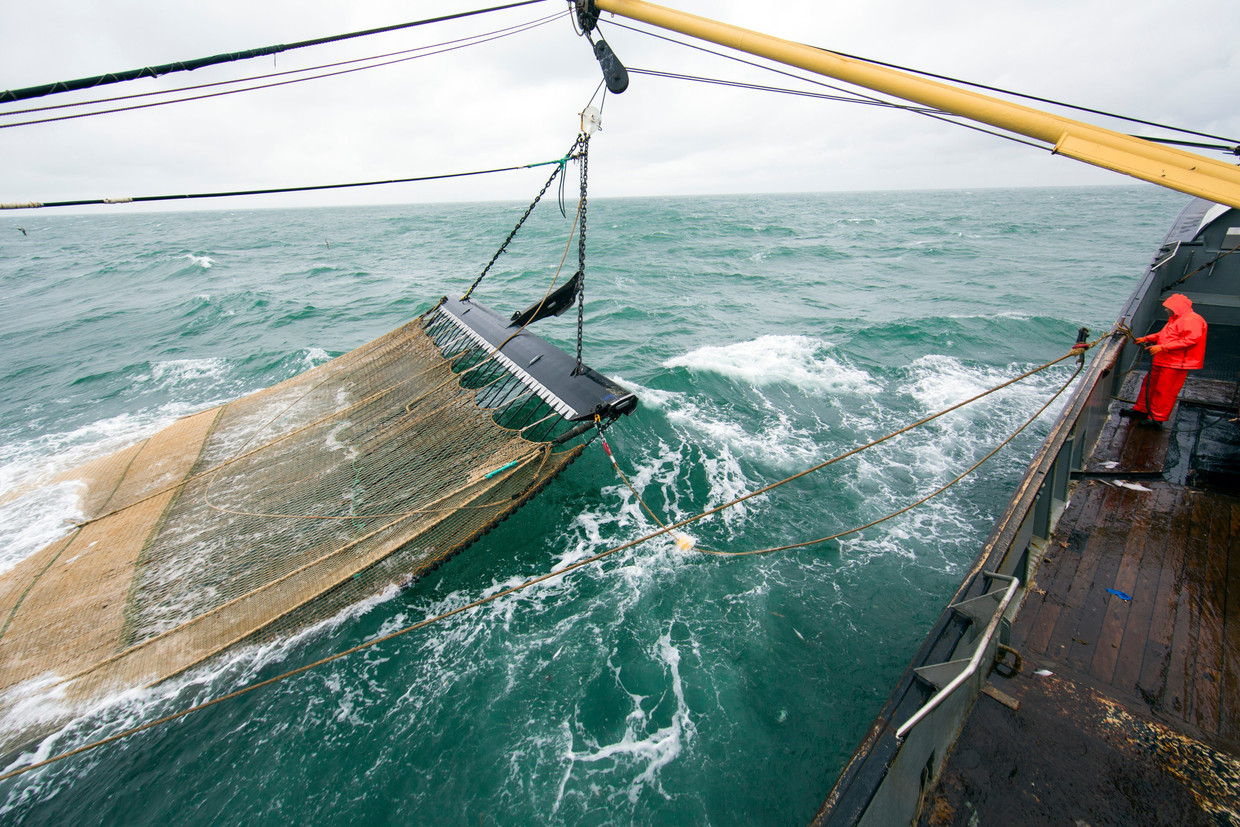 Een Nederlandse pulsvisser aan het werk op de Noordzee. Donderdag keerden de laatste boten terug in de haven. Toen ging het Europese pulsvisverbod in. Beeld Ton Koene / AP 