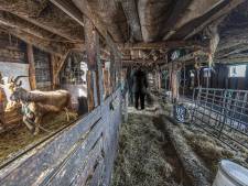 Veehouder vol onbegrip na inbeslagname koeien, paarden, geiten en schapen: 'Ze hebben de pik op ons'
