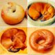 Deze foto's gaan viraal | Puppy of bagel?