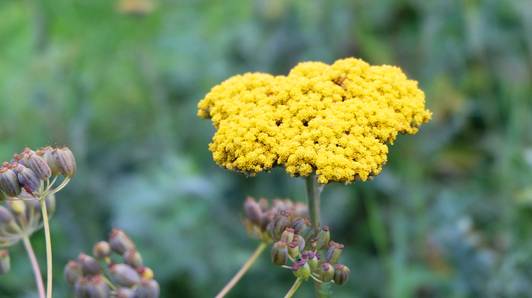 Is deze naar curry ruikende plant de nieuwe cannabis? 