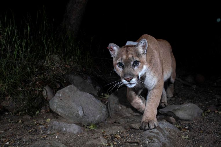 De beroemde poema P-22 op 2-jarige leeftijd, vastgelegd door een wildcamera. Beeld REUTERS