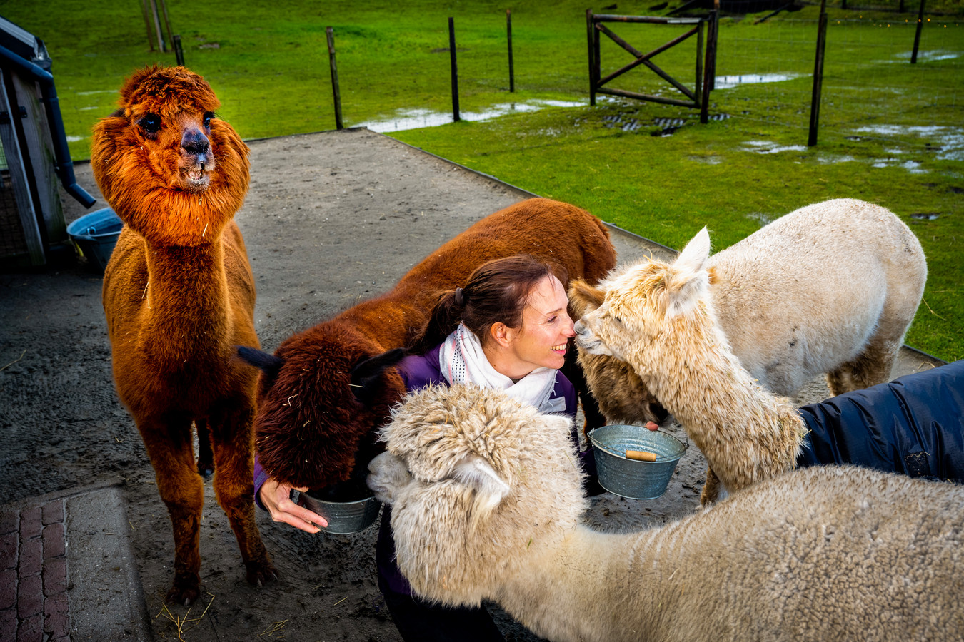 Wendy Begon Een Bedrijf Rond Haar Alpaca s Mensen Komen Van Heinde En 