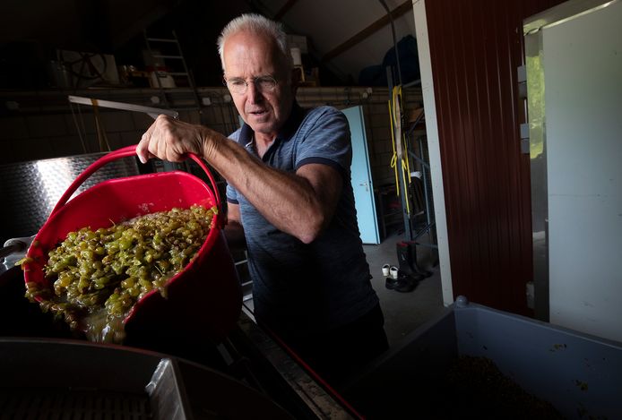 De oogst bij wijnboerderij ’t Heekenbroek in Drempt was ook goed. De druiven waren goed en voldoende 900 flessen witte wijn af te vullen.