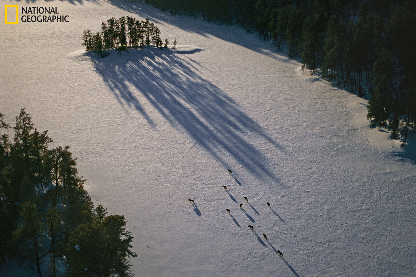 Aerial of gray wolves (Canis lupus) of the Malberg Pack near Malberg Lake in th e Wilderness area near Ely, Minnesota.