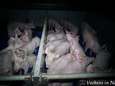 Varkens in Nood zet beelden van ellende in varkensstallen online