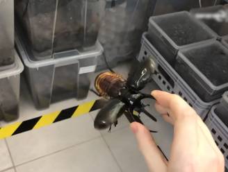 VIDEO. Kever of helikopter? Dit insect is beide