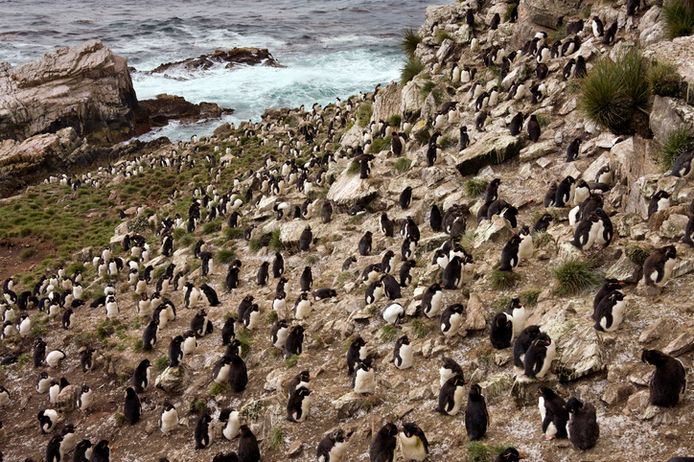 Een pinguïnkolonie op het eiland.