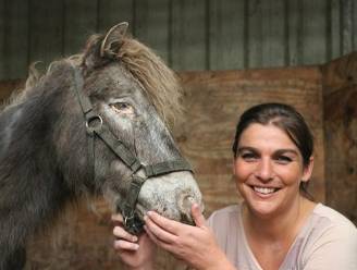 Twaalf verwaarloosde pony's hebben nieuw onderkomen