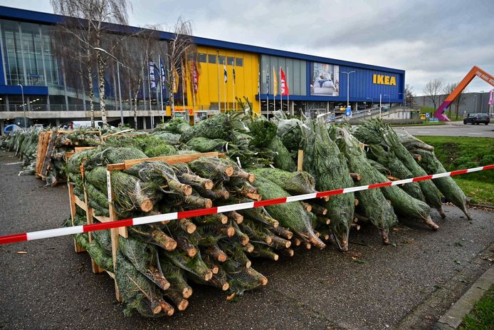 Voorkomen Expertise schuld Ikea Breda geeft kerstbomen gratis weg nu sluiting dreigt | Breda | bd.nl