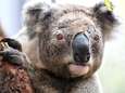 Koala’s die gewond raakten tijdens bosbranden weer vrijgelaten in het wild