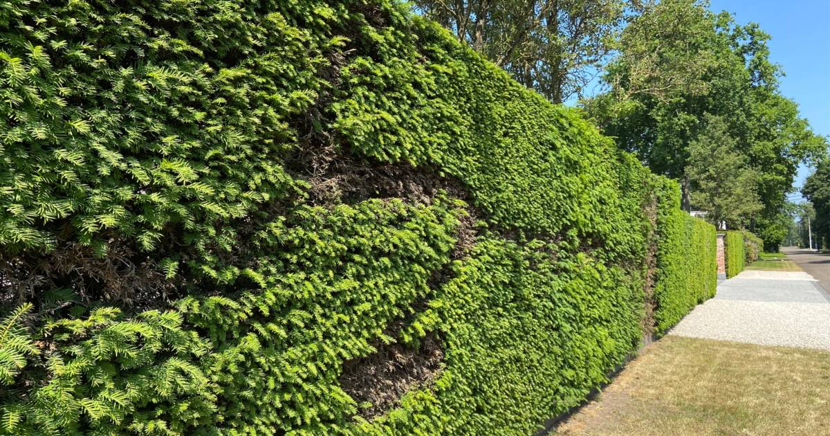 Neighbor quarrels.  Neighbor destroyed €184,000 yew fence: ‘We’re not even allowed to fix it’ |  Neighbor disputes in Flanders