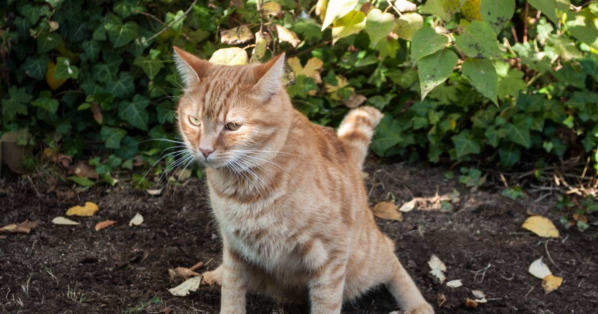 Kat Poept In Tuin