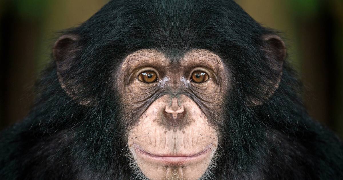 ‘Chimpnapping’: twee ton losgeld geëist voor ontvoerde babychimpansees