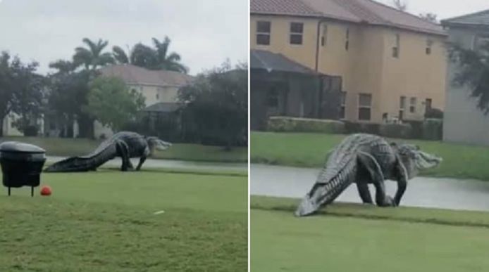 Wie deze alligator tegen het lijf loopt op de golfclub maakt vaak de vergelijking met Jurassic Park.