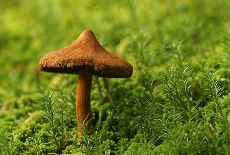 Psilocybine is niet verslavend en er is geen dodelijke dosis. Beeld thinkstock