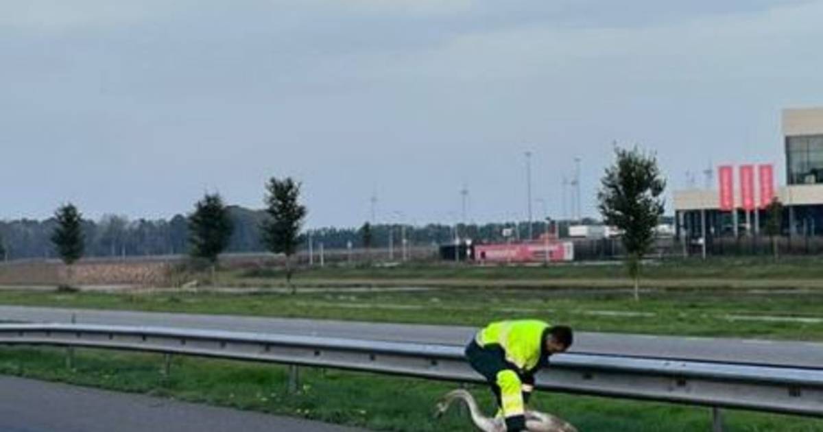 Rijkswaterstaat kruist snelweg bij Zwolle af om zwaan van wegdek te