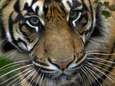 Vrouw verscheurd door tijger op Indonesische eiland Sumatra