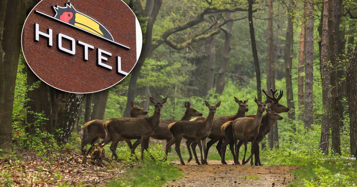 Stroperij in bosgebied van hotelketen Van der Valk: dood damhert leidt naar vijf verdachten