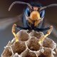 Aziatische hoornaars vallen jong koppel en baby aan nabij Belgische grens, zonder nest in de buurt